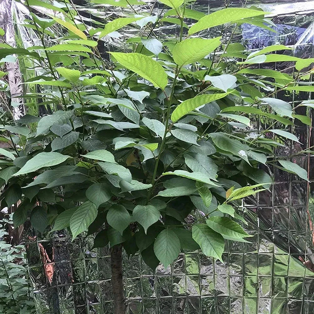 10/1PCS Silver Highly Reflective Mylar Film 210x120cm for Grow Tent Room Garden Greenhouse Farming Increase Plant Growth