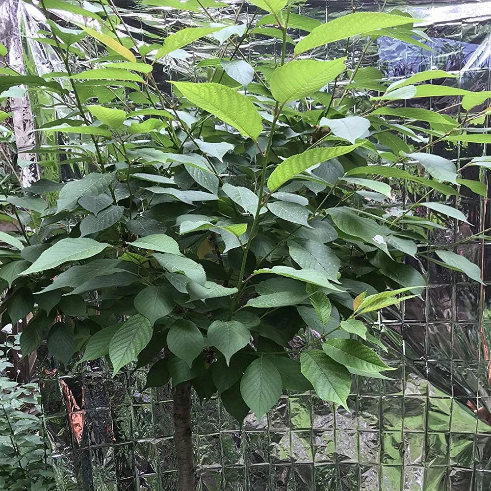 10/1PCS Silver Highly Reflective Mylar Film 210x120cm for Grow Tent Room Garden Greenhouse Farming Increase Plant Growth